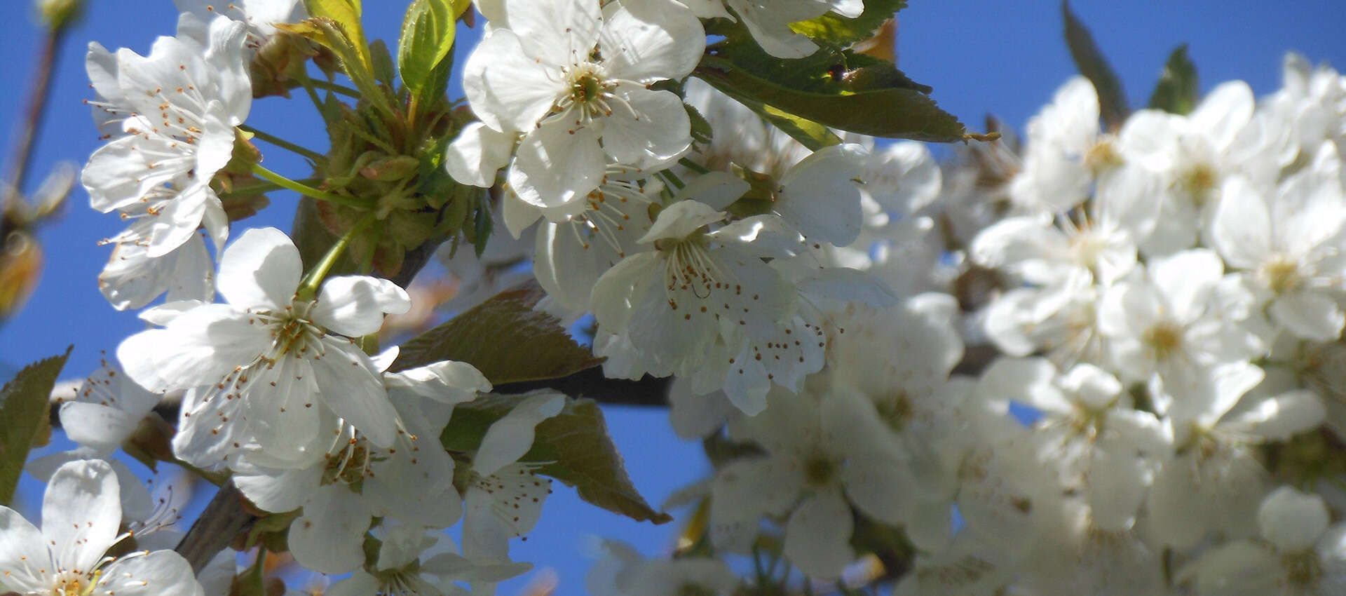  Apple blossoms