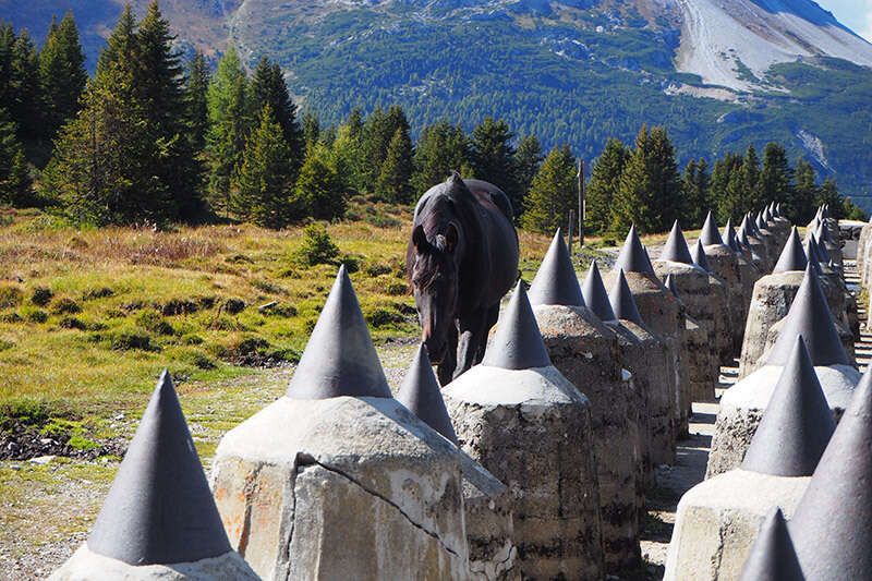 Black horse in Nauders